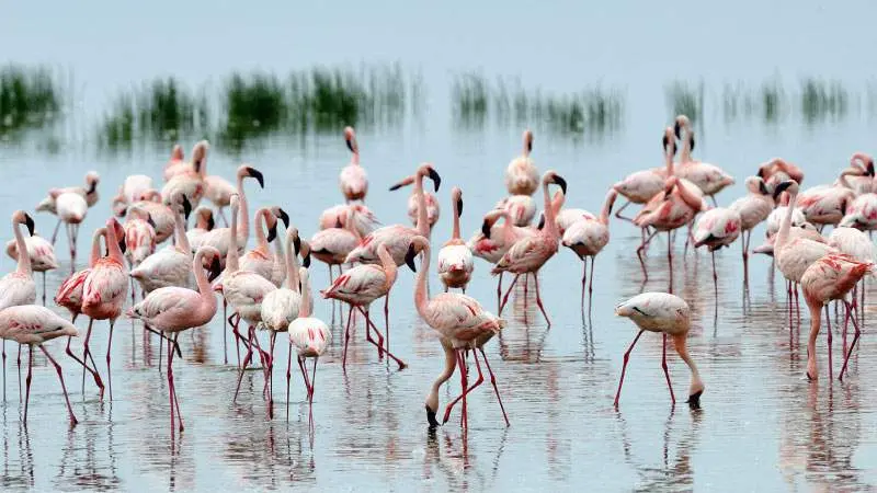 Lake Nakuru